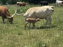 Butterscotch 2025 heifer 