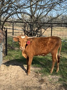 Rapp’s Rosie Raven
