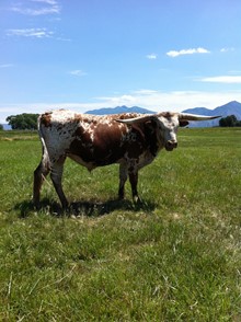 BOS LONGSHOT