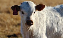 2019 Crisp Shenadoah Bull