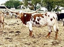 WL CHARRO'S HARMONY