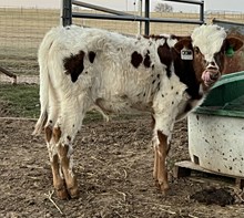 Contender x Angel Bull Calf