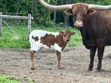 Rose Bull Calf 2025