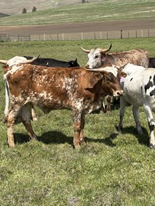 Reckon So X Iron Rose 24 Heifer