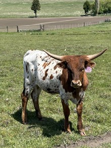 Reckon So X Lucille 24 Heifer