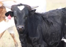 2024 Phenomenal Juicy Bull