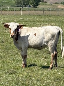 Reckon So X Iron Maiden 24 Heifer