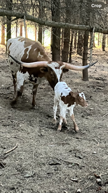 River heifer 2025