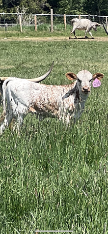 Reckon So X Sitka 25 Heifer