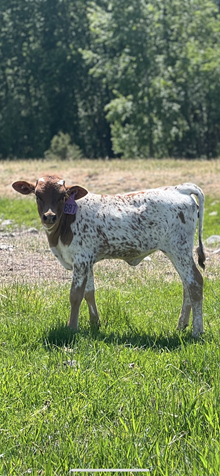Reckon So X Miss Coyote 25 Heifer