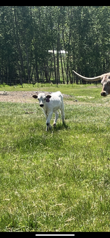 Painted Savage X Surfer Girl 25 Heifer