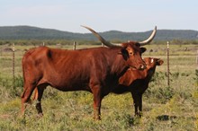 RED Lady Rodeo 