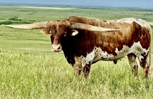 MARLBORO MAN LM