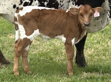 Playlet 25 Heifer