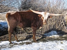 Bull  #63