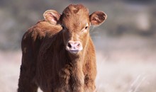 2019 Melba Lamb Bull