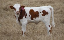 2024 Tuff Butterfly Heifer