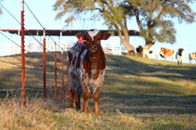 2024 Red Rose Bull