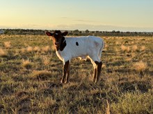 Calf 55