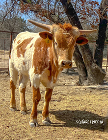 HANGIN GOLD BULL