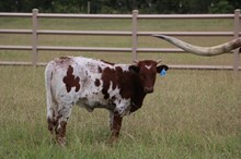 Country Diamond 93