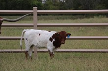 Country Liza 93
