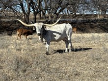 Safari B 2/8