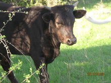 RDH BLACK CHERRY
