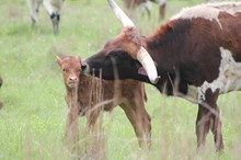 2019 Betsee Heifer
