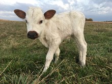 Dolly Dust bull 