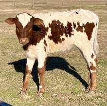 TENNESSEE STEER