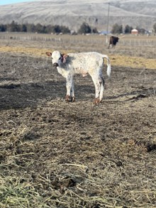 Mr. Blue X Daphnee Heifer 25