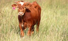 2020 Ruby Bull