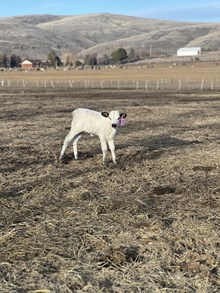 Mr. Blue X Scotch on the Rocks 25 Heifer