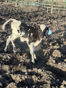 Horn Wine X Gus’s Belle 25 Bull