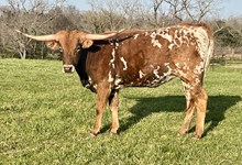 Heifer 7