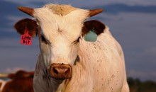 2020 Little Bit Bull