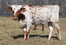 LTL FANCY FRECKLES 900