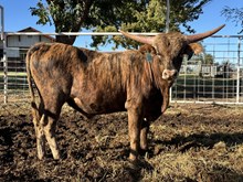 Calf 6