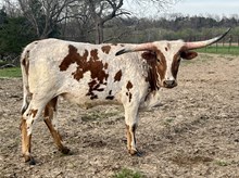 Heifer 12