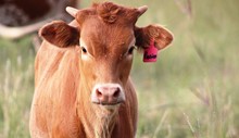 2020 Secret  Passion Heifer
