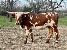 Heifer 18