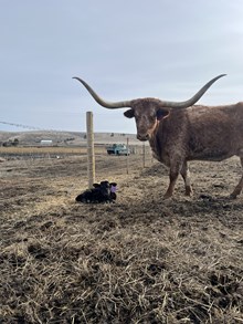 Horn Wine X Lucille 25 Heifer