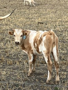 Packing Gold X Patriots Red Daisy 24 Bull