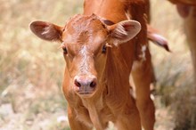 2018 Chica LLamativa Heifer