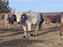 Shy Switch 23 Heifer