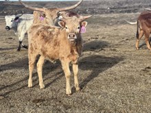 NDN Scare Crow X Pacific Palomina 24 Heifer