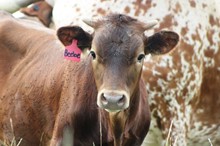 2020 Bee Bee Bull