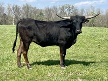 Heifer 25