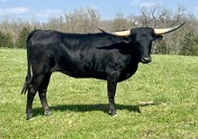 Heifer 2